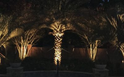 LIGHTING YOUR TREES