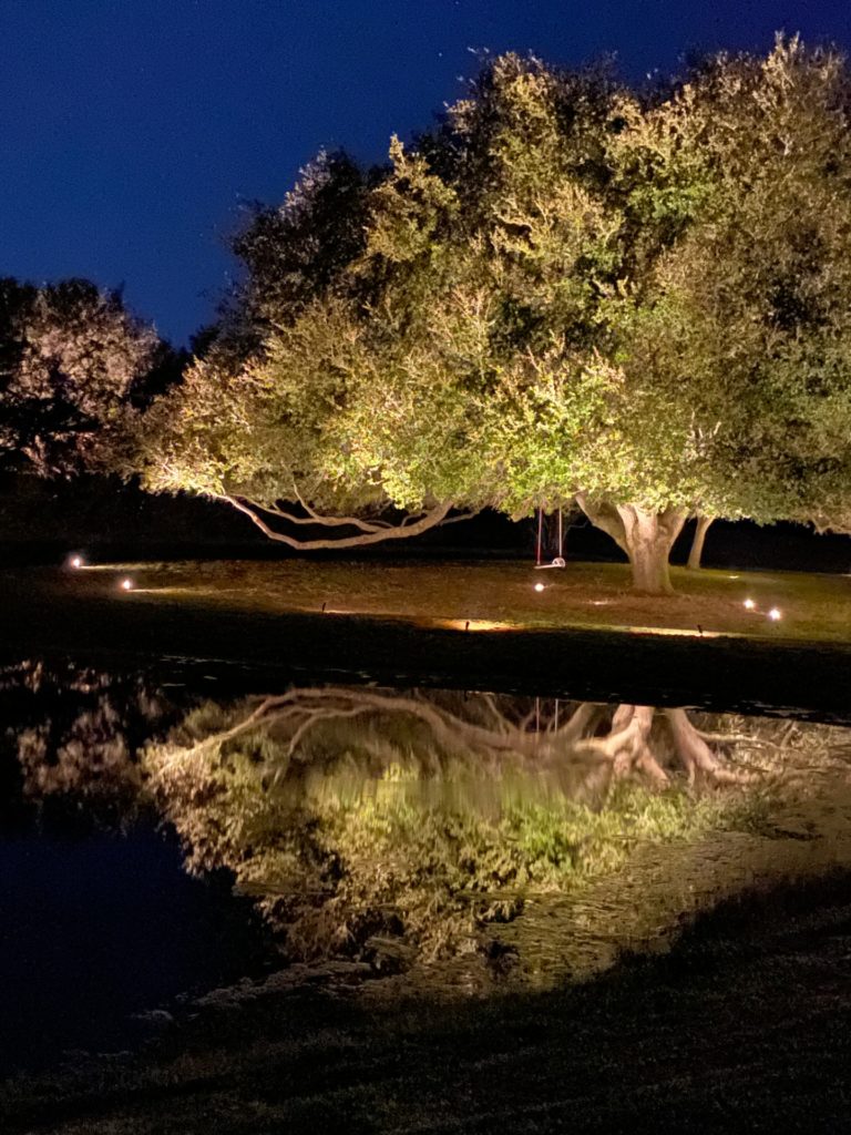 outdoor landscape lighting illuminates a tree next to a pond at night