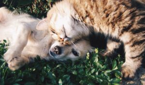A cat lays its head on a puppy in the grass. Is outdoor lighting safe for pets?