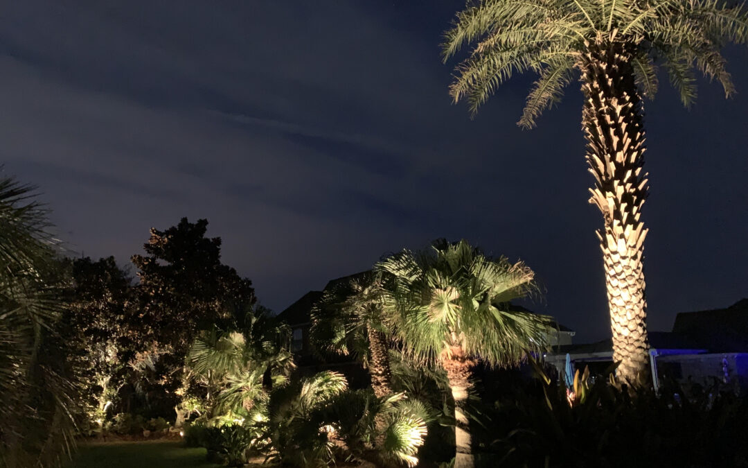 Outdoor Lighting Illuminates Palm Trees in backyard