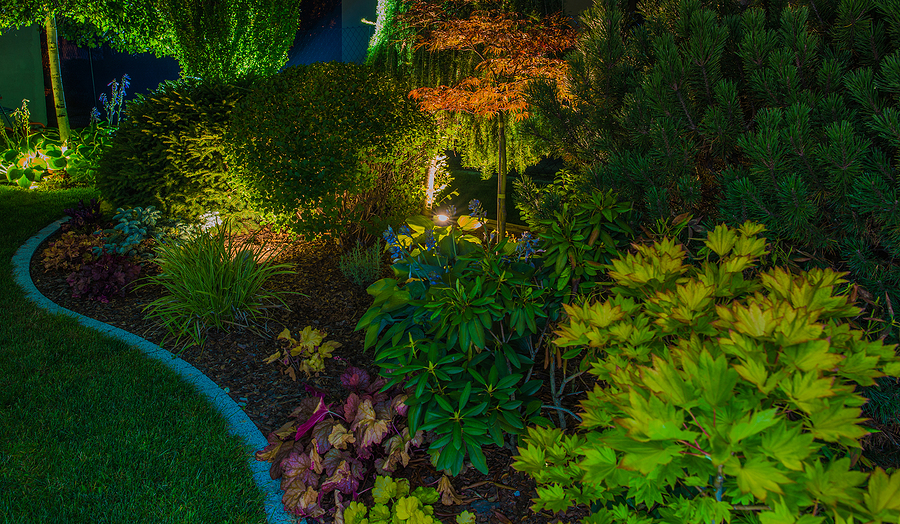 Plants illuminated with the help of garden lighting tips