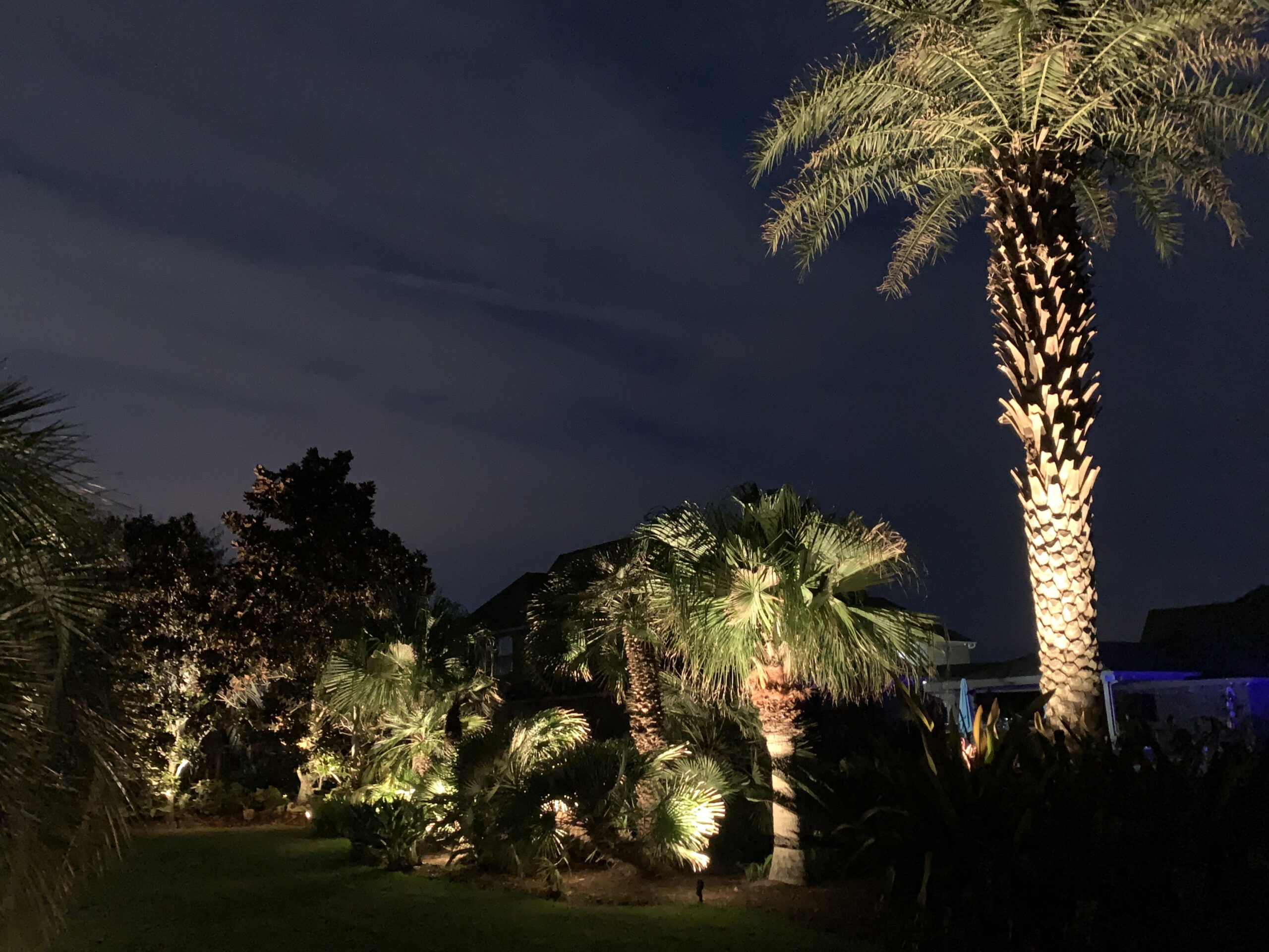 What Are The Options For Lighting Your Trees? Houston Lightscapes