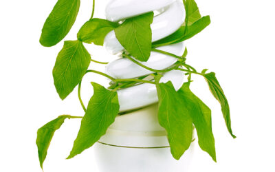 Incentives for Eco-Friendly Lighting: A Bright Idea for Homes and Businesses