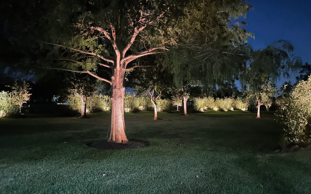 Nighttime garden scene showcasing Tree Lighting Positions with uplights illuminating tree trunks and foliage.